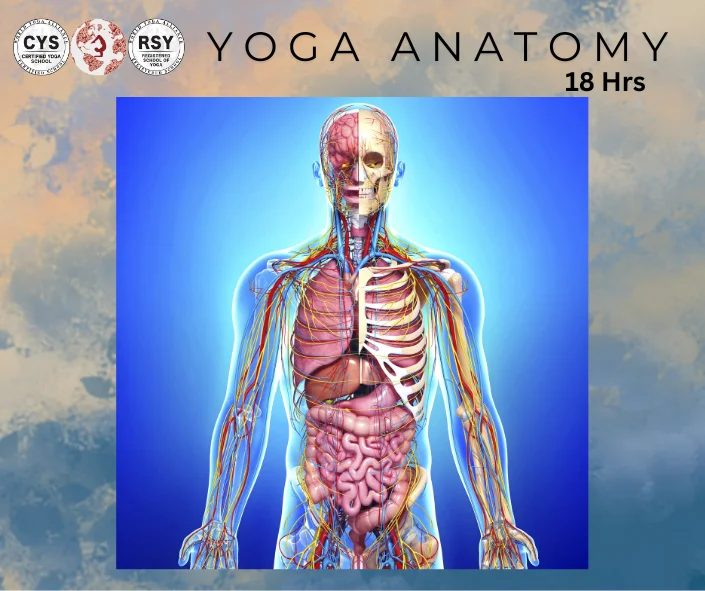 18 hrs yoga anatomy course at Singh Yoga and Ayurveda School